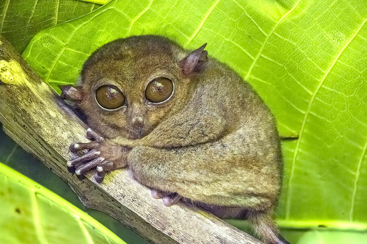 Philippinen-Koboldmaki