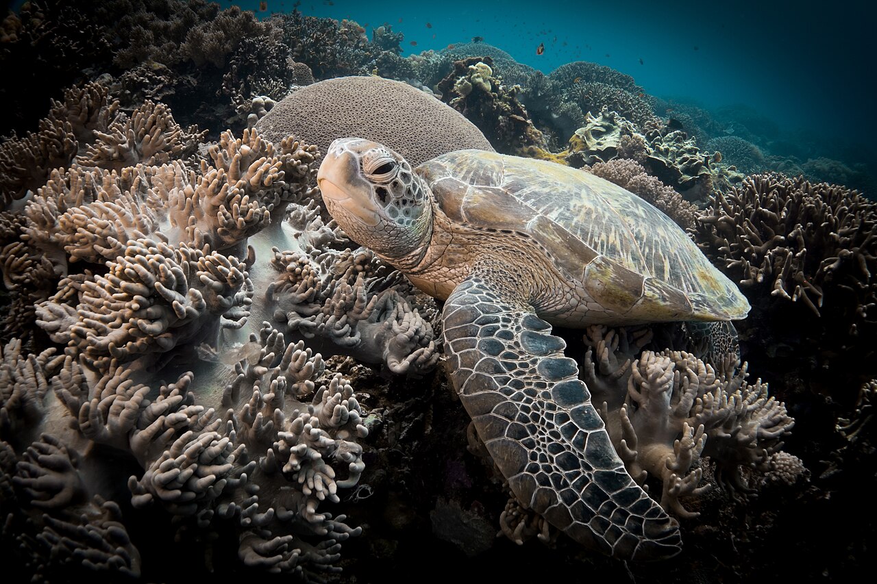 Meeresschildkröte bei Apo Island